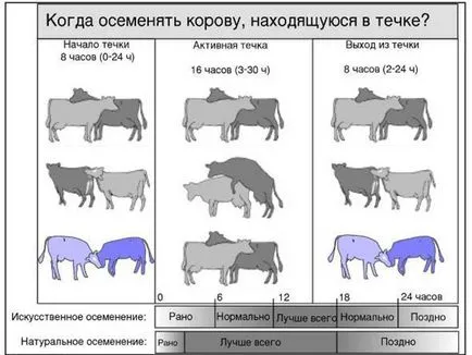 Mind a párzás és a tenyésztés tehén és bika - kyrgyzkorm