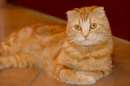 Юрий Антонов и неговата котка царство! Благотворителен фонд за хуманно отношение към животните 