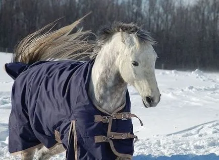 limbajul corpului calului