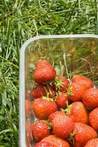 Zemklunika - описание, разлики от диви ягоди и ягоди
