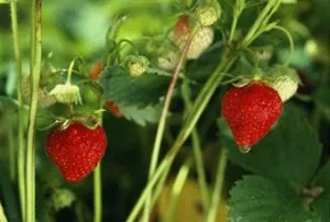 Zemklunika - описание, разлики от диви ягоди и ягоди