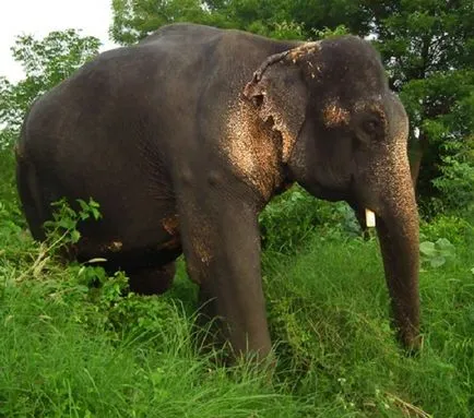 Animale criminali - poliția a arestat o fotografie și o descriere a top 10