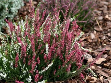 13 plante de roci, flori de primavara pana toamna