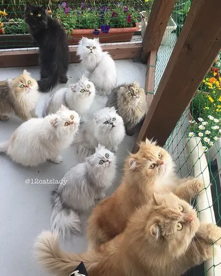12 perzsák lány közzé Instagram fotót a luxus macskák