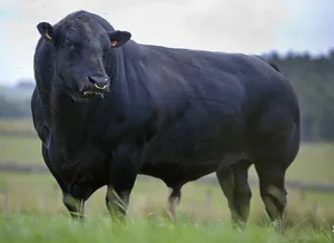 Aberdeen-Angus rasa de vaci Angus Chernyy ce carne de vită marmorat, cum să faci o marmură