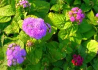 Ageratum в описанието на градински и отглеждане