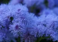 Ageratum în descrierile de grădină și în creștere