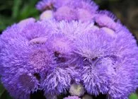 Ageratum a kertben leírások és növekvő