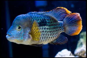 Akara türkiz - látványos hal önfejű karakter
