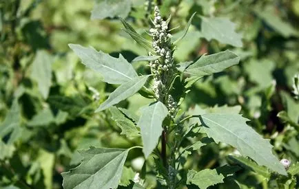 Alergiile în august că