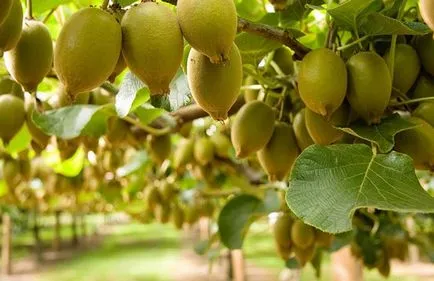 Actinidia vagy kiwi - agroxxi