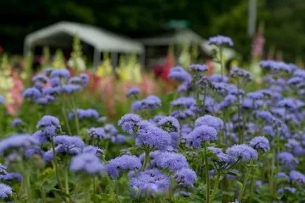 Ageratum în descrierile de grădină și în creștere