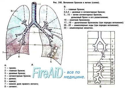 Anatómiája a tüdő szerkezetének