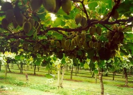 Actinidia vagy kiwi - agroxxi