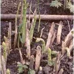 Sparanghel (asparagus)