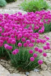 Armeria - plantare și îngrijire