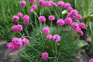 Armeria populare soiuri, plantare, cultivare și întreținere