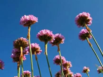 fotografii Armeria și specii, de plantare și îngrijire de plante