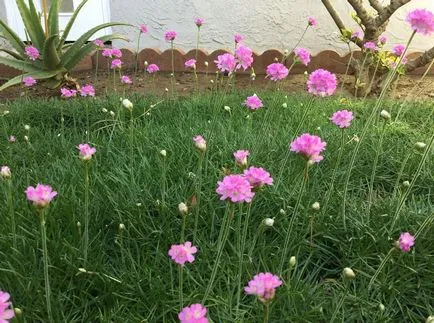 fotografii Armeria și specii, de plantare și îngrijire de plante