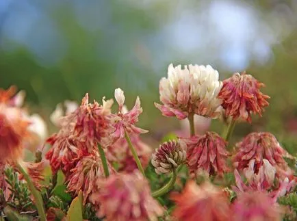 fotografii Armeria și specii, de plantare și îngrijire de plante