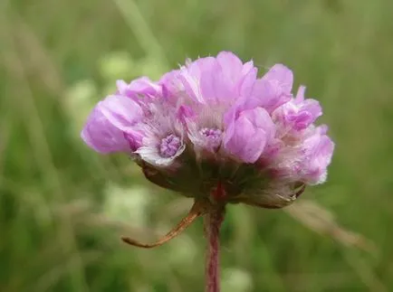 fotografii Armeria și specii, de plantare și îngrijire de plante