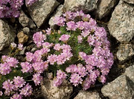 fotografii Armeria și specii, de plantare și îngrijire de plante