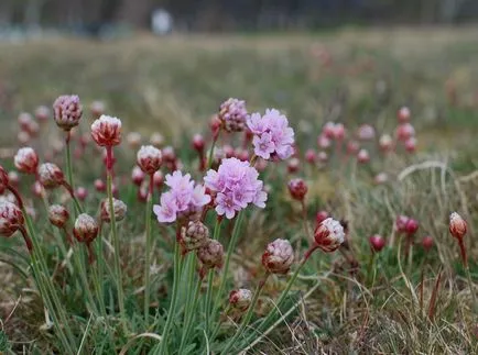 fotografii Armeria și specii, de plantare și îngrijire de plante