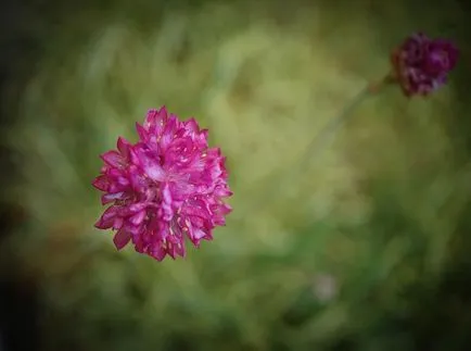 fotografii Armeria și specii, de plantare și îngrijire de plante