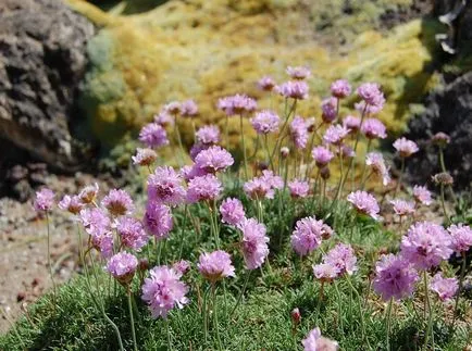 fotografii Armeria și specii, de plantare și îngrijire de plante