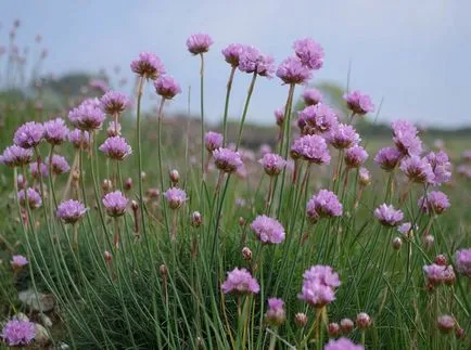 fotografii Armeria și specii, de plantare și îngrijire de plante