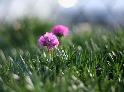 fotografii Armeria și specii, de plantare și îngrijire de plante