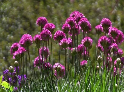 fotografii Armeria și specii, de plantare și îngrijire de plante