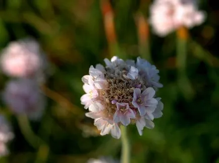 Armeria fotók és fajok, telepítése és gondozása növények