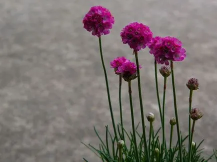 Armeria fotók és fajok, telepítése és gondozása növények