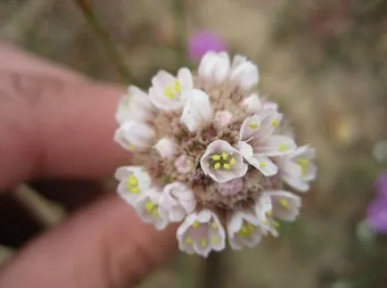 fotografii Armeria și specii, de plantare și îngrijire de plante