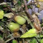 Begonia tubercul în grădină, fotografie, planta o gradina