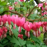 Begonia tubercul în grădină, fotografie, planta o gradina