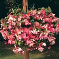 Begonia tubercul în grădină, fotografie, planta o gradina