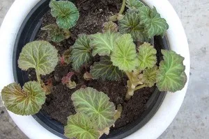 plantarea tuberculilor Begonia și îngrijirea grădinii, răsadurilor și transplantarea, reproducere