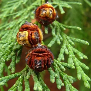 Begonia клубен в градината, снимка, растението градина