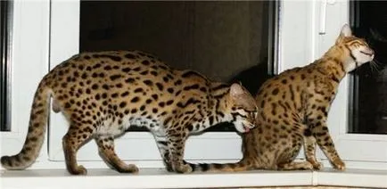 Бенгалска котка, котка, котки и котенца - не мишки!