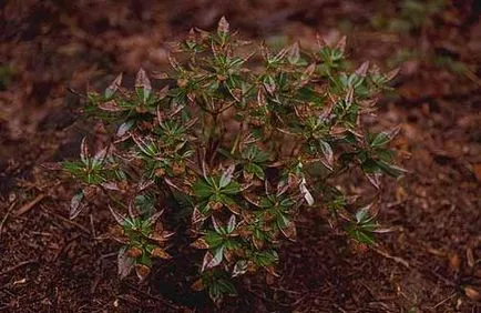 Begonia клубен в градината, снимка, растението градина