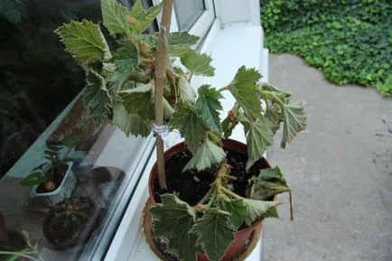 Begonia helyiség megfelelő ellátást