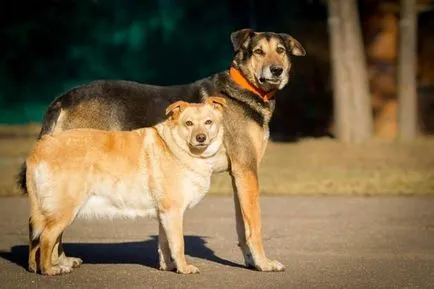 Baschet și câine inseparabilă Nelly așteaptă o gazdă mai bună