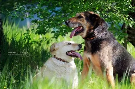 Baschet și câine inseparabilă Nelly așteaptă o gazdă mai bună
