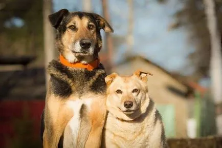 Baschet și câine inseparabilă Nelly așteaptă o gazdă mai bună