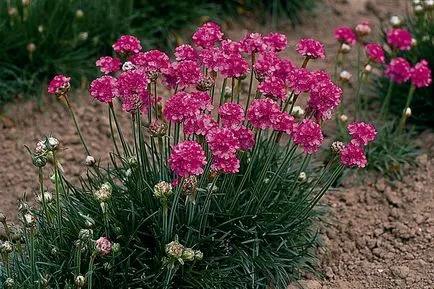 Begonia клубен в градината, снимка, растението градина