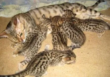 Бенгалска котка, котка, котки и котенца - не мишки!