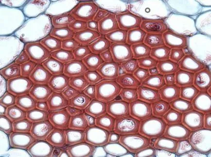 țesut biologic - un grup de celule, care sunt similare în structură și funcție