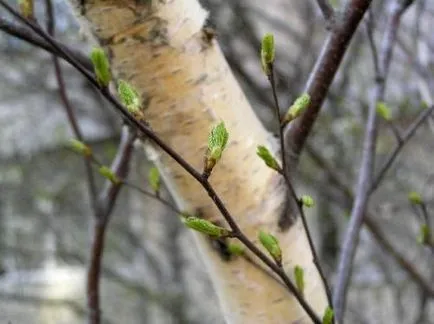 Birch катран коса на ролка, за укрепването и растежа